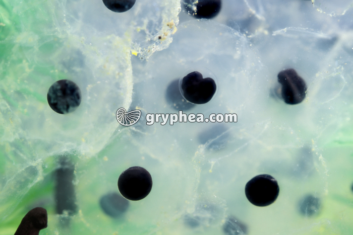 Grenouille rousse - Ponte de 2 jours avec embryons - gryphea.com